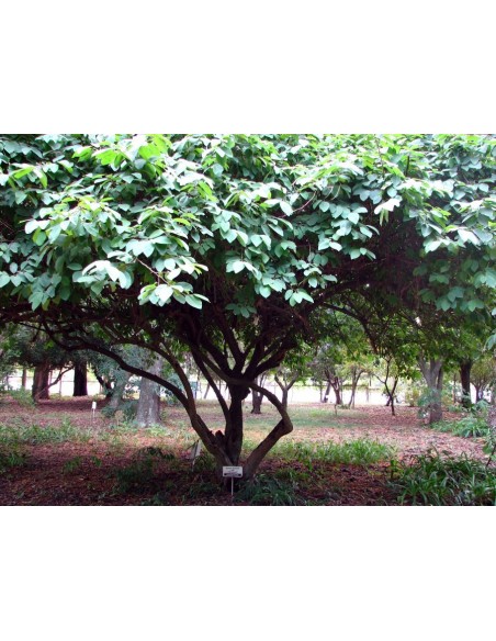 Cherimoya fruit Live tree (Annona cherimola) Rare tropical fruits from Mexico