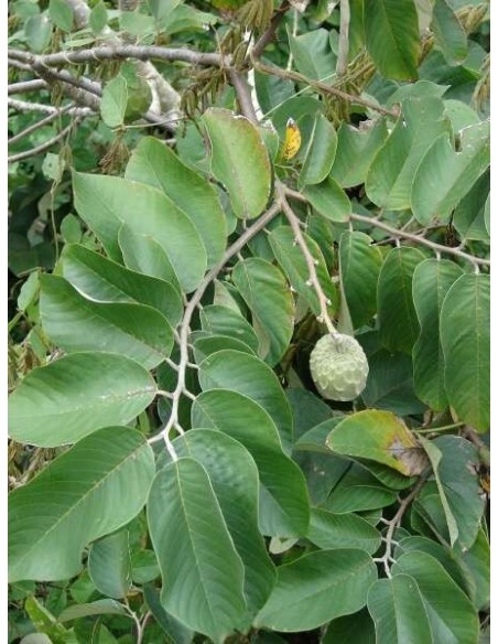 1 Arbolito de Chirimoya (Annona cherimola) Chirimoyo, Arboles frutales, Venta en veracruz