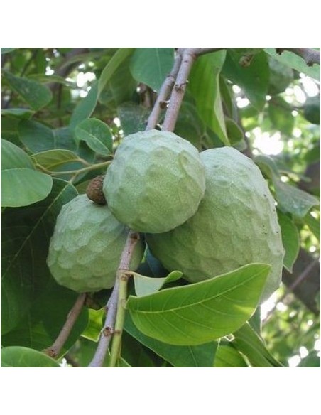 1 Arbolito de Chirimoya (Annona cherimola) Chirimoyo, Arboles frutales, Venta en veracruz