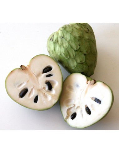 Cherimoya fruit Live tree (Annona cherimola) Rare tropical fruits from Mexico