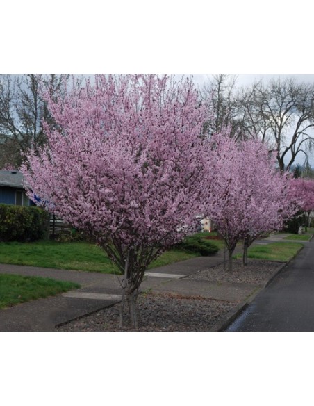 1 Arbolito de  Ciruelo pissardi Morado - Prunus cerasifera Var. atropurpureum - Ciruelo de japon o ciruelo rojo