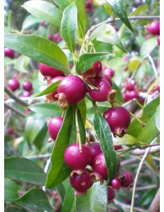 1 Arbolito de Lilly pilly (Sizygium paniculatum) Cereza magenta, eugenio, Cerezo cepillo frutal 2
