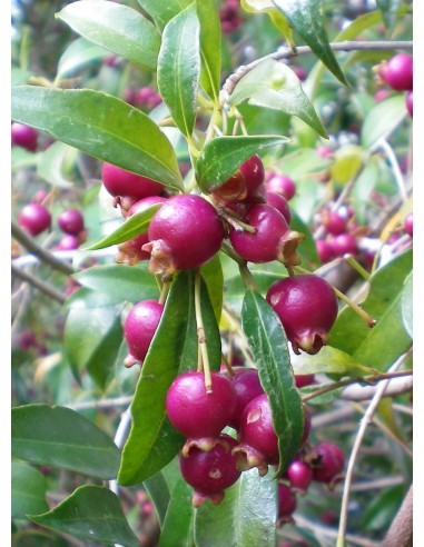 1 Arbolito de Lilly pilly (Sizygium paniculatum) Cereza magenta, eugenio, Cerezo cepillo frutal