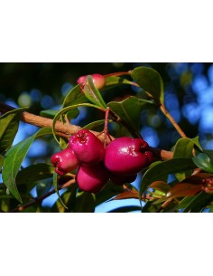 1 Arbolito de Lilly pilly (Sizygium paniculatum) Cereza magenta, eugenio, Cerezo cepillo frutal