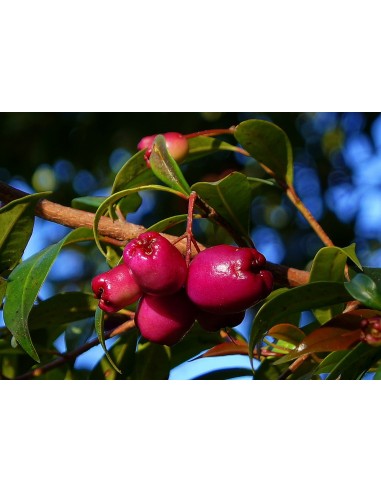 1 Arbolito de Lilly pilly (Sizygium paniculatum) Cereza magenta, eugenio, Cerezo cepillo frutal