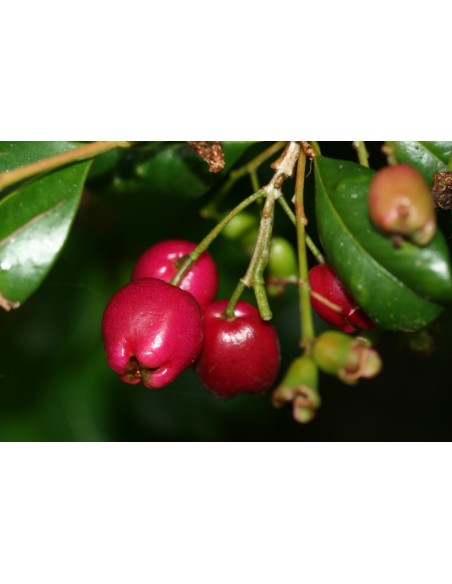 1 Arbolito de Lilly pilly (Sizygium paniculatum) Cereza magenta, eugenio, Cerezo cepillo frutal