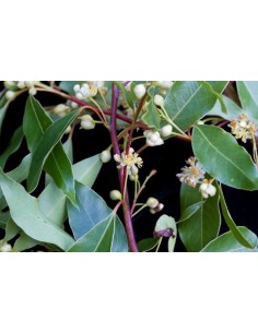 Mexican Bay leaf (Litsea glaucescens) Mexican spices, grow your own, Buy here Rare Plants.