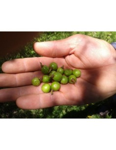 1 Arbolito de Laurel Mexicano silvestre o Falso laurel (Litsea glaucescens) Venta en Mexico 2