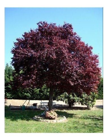 1 Pissard Plum tree - Prunus cerasifera atropurpureum Wow! flowering trees