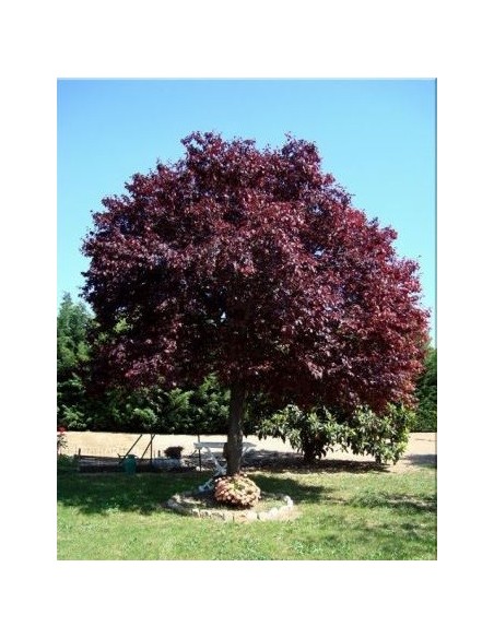 1 Arbolito de  Ciruelo pissardi Morado - Prunus cerasifera Var. atropurpureum - Ciruelo de japon o ciruelo rojo