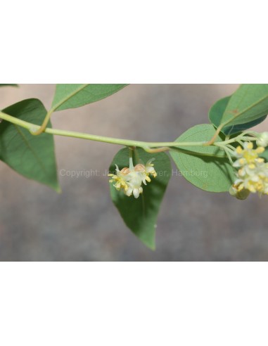 Mexican Bay leaf (Litsea glaucescens) Mexican spices, grow your own, Buy here Rare Plants.