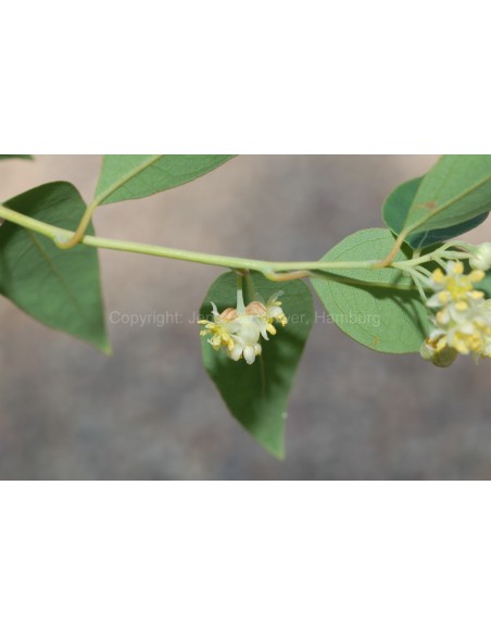 1 Arbolito de Laurel Mexicano silvestre o Falso laurel (Litsea glaucescens) Venta en Mexico