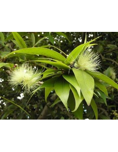 1 Arbolito de Pomarrosa (Syzigium jambos) Pomarosa, Venta en Mexico de arboles, precio envios, Online 2