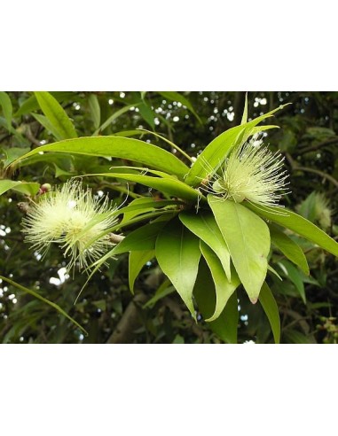 1 Arbolito de Pomarrosa (Syzigium jambos) Pomarosa, Venta en Mexico de arboles, precio envios, Online