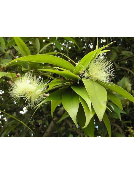 1 Arbolito de Pomarrosa (Syzigium jambos) Pomarosa, Venta en Mexico de arboles, precio envios, Online