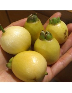 1 Arbolito de Pomarrosa (Syzigium jambos) Pomarosa, Venta en Mexico de arboles, precio envios, Online