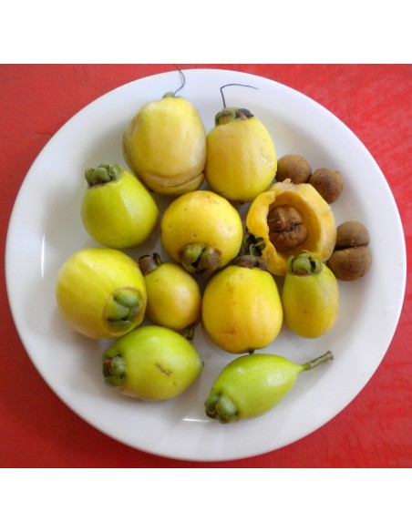 Rose apple Live tree (Syzigium jambos) Order here - rare Fruit trees Online from Mx