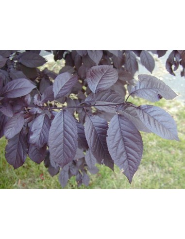 1 Arbolito de  Ciruelo pissardi Morado - Prunus cerasifera Var. atropurpureum - Ciruelo de japon o ciruelo rojo