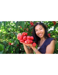 1 Arbolito de Manzana de agua (Syzygium malaccense) Manzana malaya Venta en Mexico, frutales exoticos