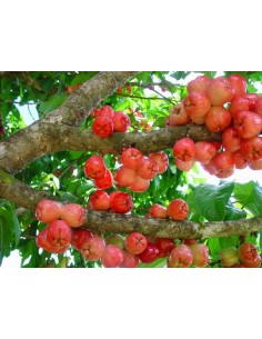 Jamaican apple - Malay apple (Syzygium malaccense) For sale live trees online 2