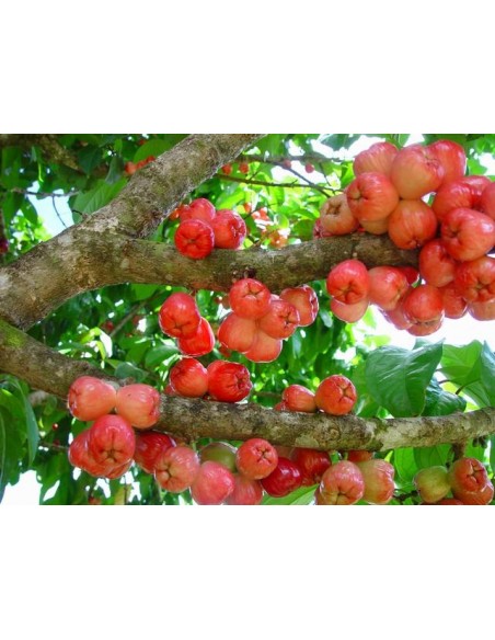 Jamaican apple - Malay apple (Syzygium malaccense) For sale live trees online