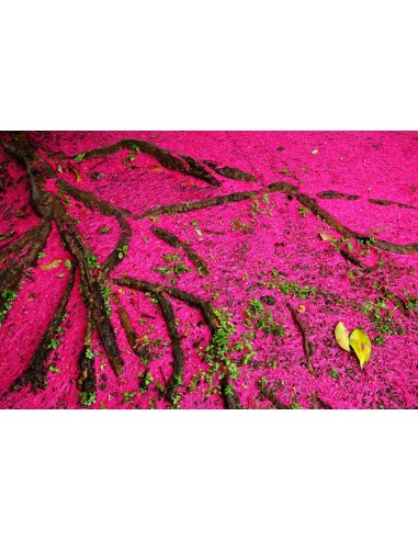 Jamaican apple - Malay apple (Syzygium malaccense) For sale live trees online