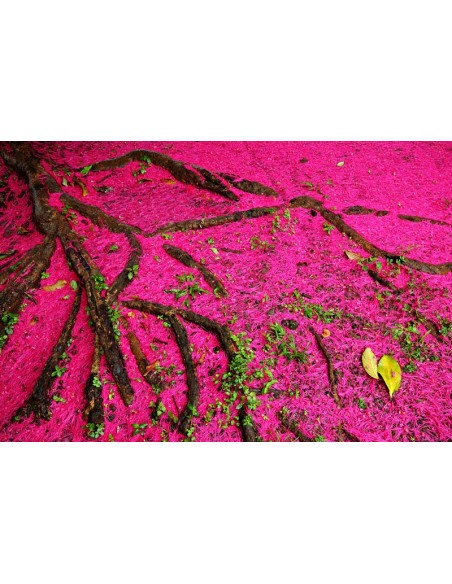 Jamaican apple - Malay apple (Syzygium malaccense) For sale live trees online