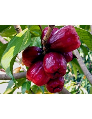 Jamaican apple - Malay apple (Syzygium malaccense) For sale live trees online