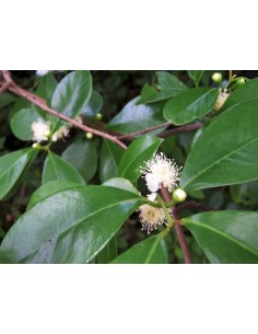 Strawberry guava - Psidium cattleianum , Araza, Guayaba del Perú Live tree order here 2