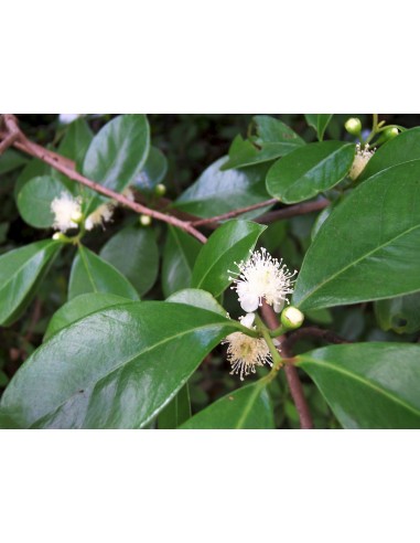 Strawberry guava - Psidium cattleianum , Araza, Guayaba del Perú Live tree order here