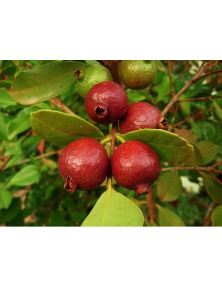 1 Arbolito de Guayabo del Perú (Psidium cattleianum) Guayaba japonesa, guayaba cereza, guayaba fresa Venta en mexico