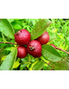 1 Arbolito de Guayabo del Perú (Psidium cattleianum) Guayaba japonesa, guayaba cereza, guayaba fresa Venta en mexico