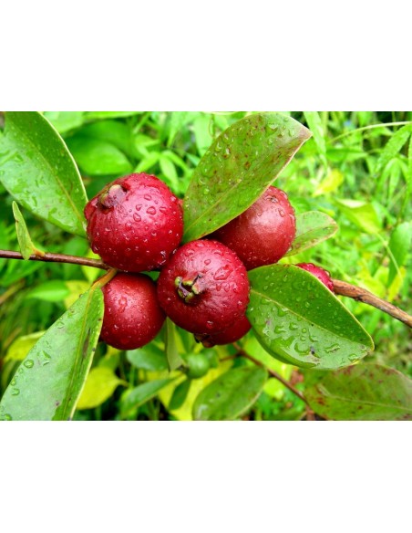 Strawberry guava - Psidium cattleianum , Araza, Guayaba del Perú Live tree order here