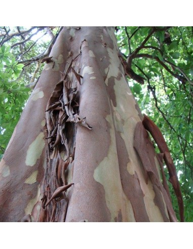 1 Arbolito de Guayabo del Perú (Psidium cattleianum) Guayaba japonesa, guayaba cereza, guayaba fresa Venta en mexico