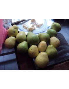 Rare Guabashli Guava fruit Live tree - Pear shape Guava Grafted On sale! 2