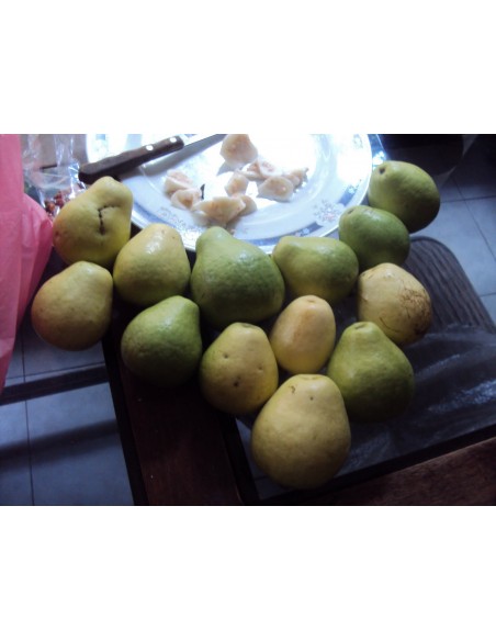 Rare Guabashli Guava fruit Live tree - Pear shape Guava Grafted On sale!
