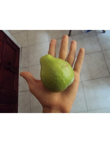 Rare Guabashli Guava fruit Live tree - Pear shape Guava Grafted On sale!