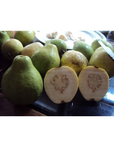 Rare Guabashli Guava fruit Live tree - Pear shape Guava Grafted On sale!