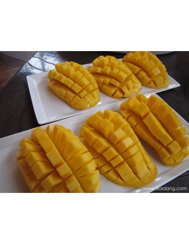 ''ATAULFO'' Mango Tree for sale - Grafted plant from Mexico (Mangifera indica)