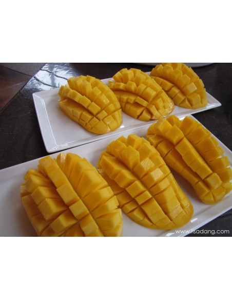 ''ATAULFO'' Mango Tree for sale - Grafted plant from Mexico (Mangifera indica)