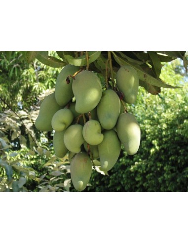 1 Arbolito de Mango ''Ataulfo'' Venta en Mexico de Plantas (Mangifera indica)