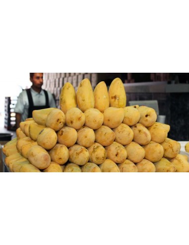 Mango ''Manila'' Venta de arboles y plantas, El mejor mango de Mexico (Mangifera indica)