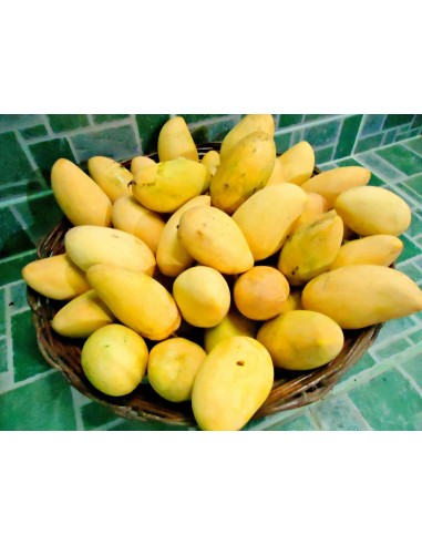 ''ATAULFO'' Mango Tree for sale - Grafted plant from Mexico (Mangifera indica)
