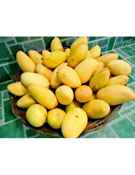 Mango ''Manila'' Venta de arboles y plantas, El mejor mango de Mexico (Mangifera indica)