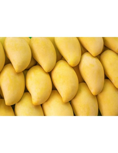 Mango ''Manila'' Venta de arboles y plantas, El mejor mango de Mexico (Mangifera indica)