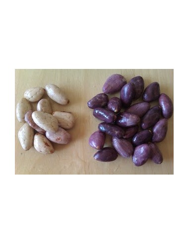 White cocoa Tree (Criollo var. ''Carmelo'') Rarest cacao in the World - Grafted trees For sale