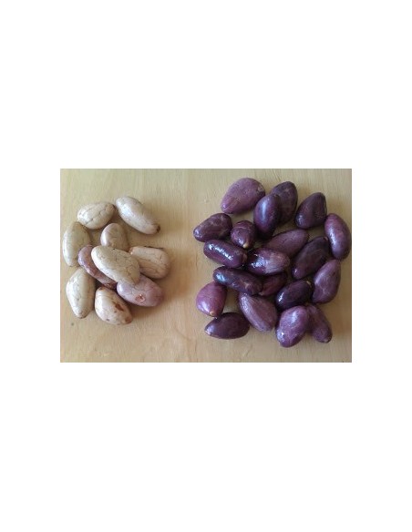 Cacao de Almendra Blanca ''Carmelo'' Arbolitos en Venta, Cacao extinto en Mexico, Chocolate blanco