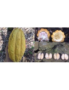 White cocoa Tree (Criollo var. ''Carmelo'') Rarest cacao in the World - Grafted trees For sale 2