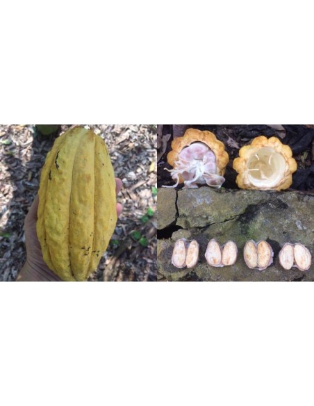 White cocoa Tree (Criollo var. ''Carmelo'') Rarest cacao in the World - Grafted trees For sale