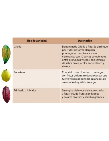 Cacao de Almendra Blanca ''Carmelo'' Arbolitos en Venta, Cacao extinto en Mexico, Chocolate blanco